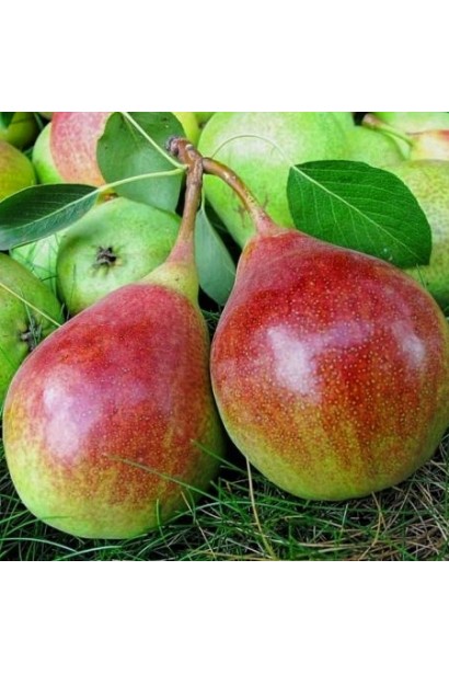 Груша Олександрівка – стиглі плоди на дереві в саду